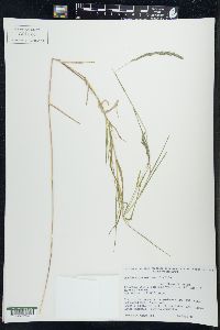 Muhlenbergia mexicana image