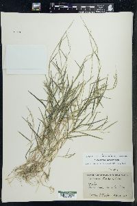 Muhlenbergia schreberi image