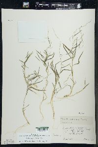 Muhlenbergia schreberi image