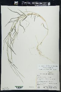Muhlenbergia schreberi image