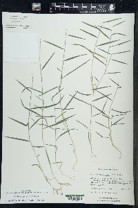 Muhlenbergia schreberi image