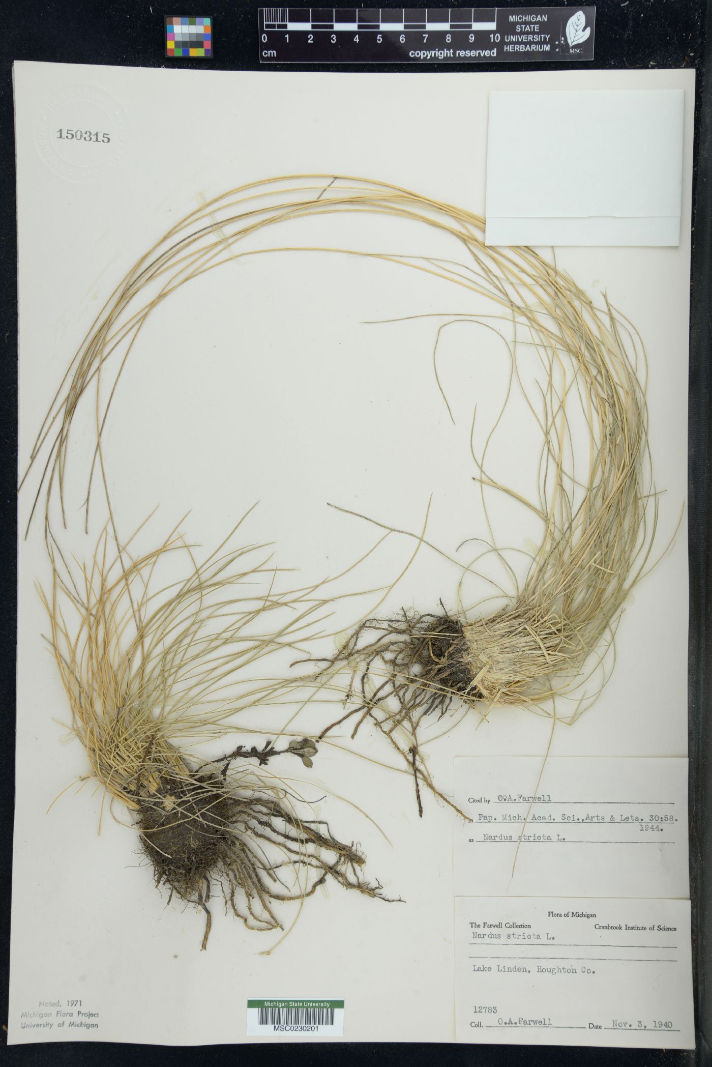 Nardus stricta image