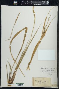 Oryzopsis asperifolia image