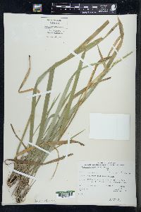 Oryzopsis asperifolia image