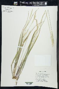 Oryzopsis asperifolia image