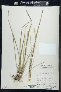 Oryzopsis asperifolia image