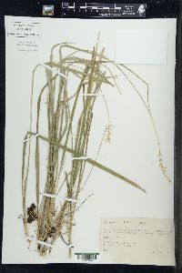 Oryzopsis asperifolia image