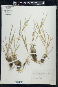 Poa arctica image