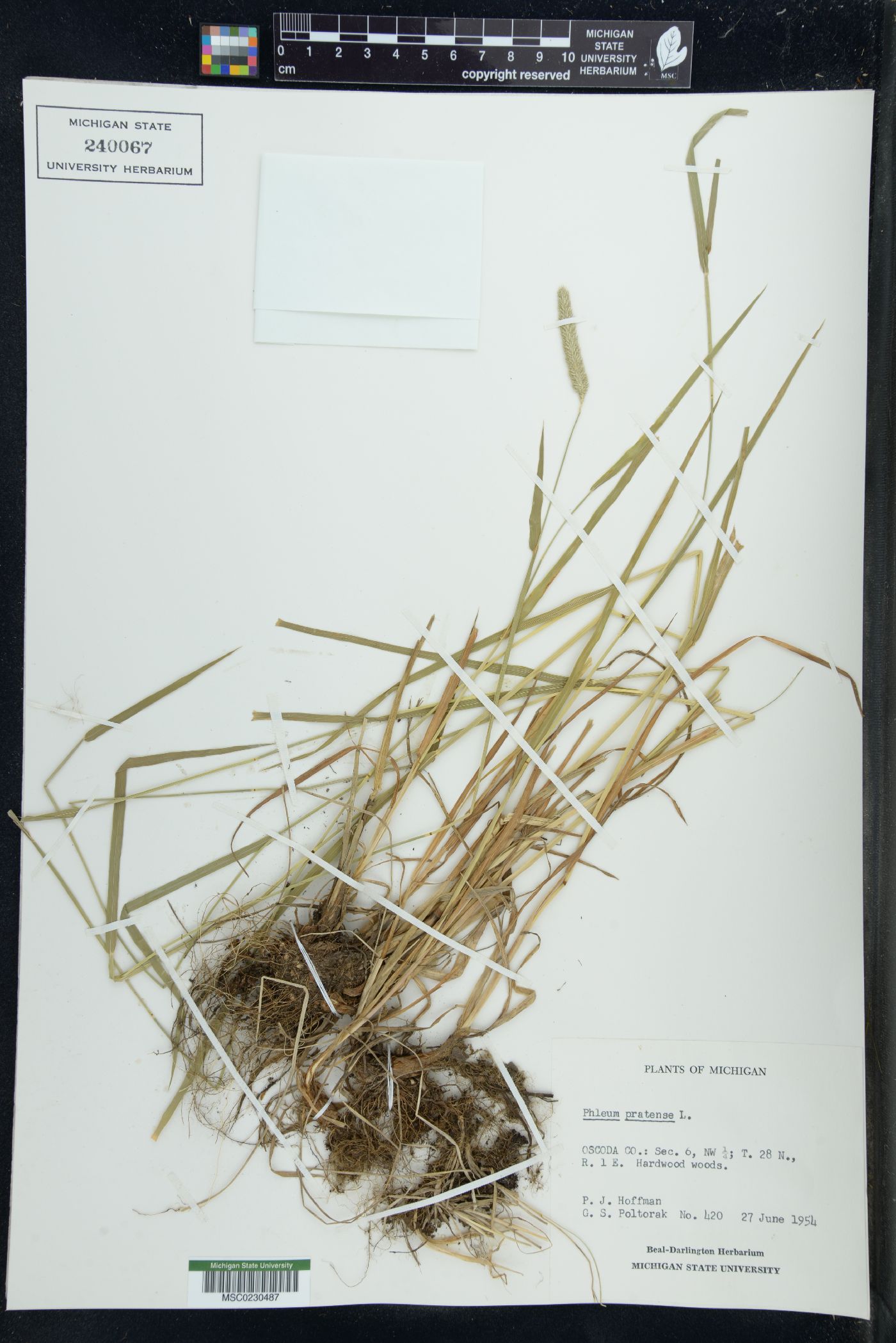 Poa arctica image