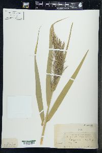 Phragmites australis image