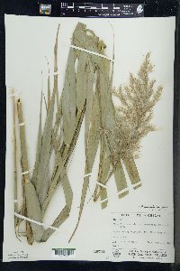 Phragmites australis image