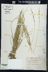 Schedonorus pratensis image