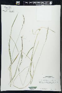 Schizachne purpurascens image