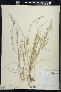 Schizachne purpurascens image