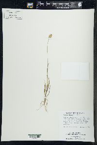 Pennisetum glaucum image