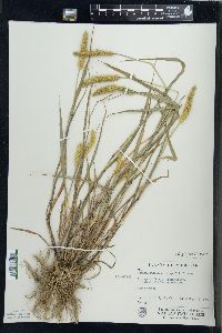 Pennisetum glaucum image