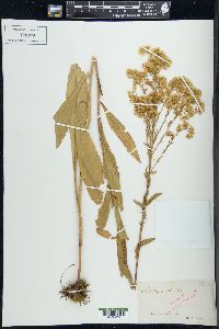 Solidago stricta image