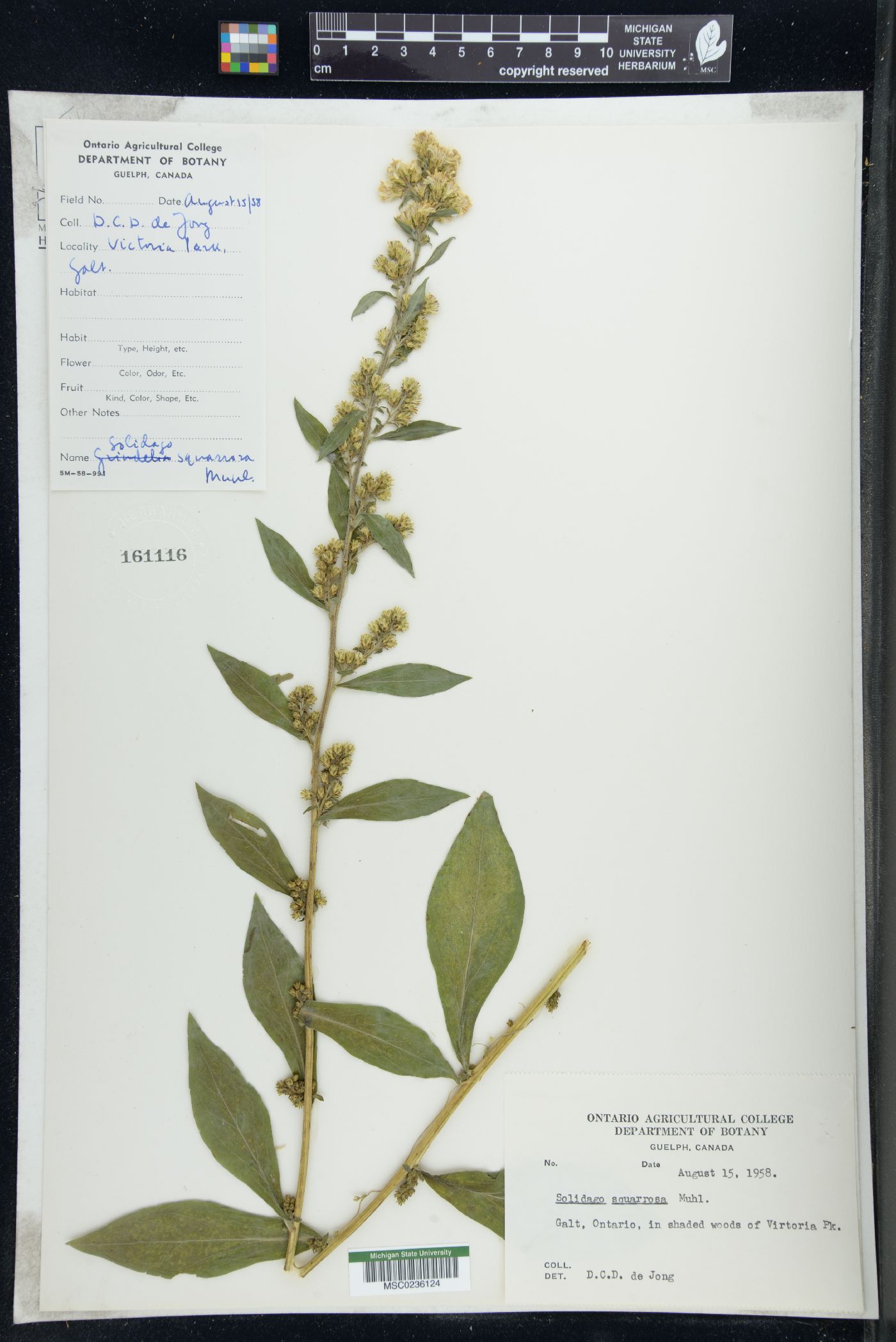Solidago squarrosa image
