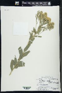 Solidago rigida image