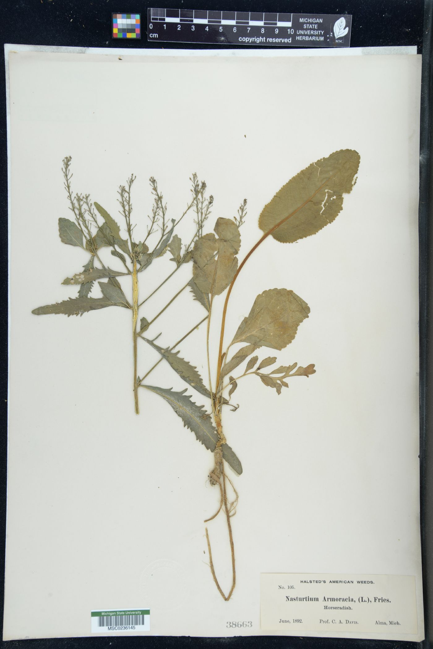 Nasturtium armoracia image