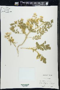 Solanum rostratum image