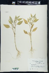 Solanum sarrachoides image