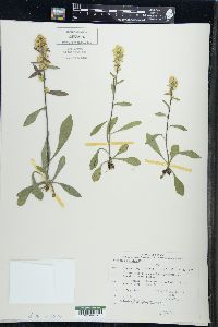 Solidago hispida image