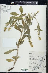 Solidago hispida image