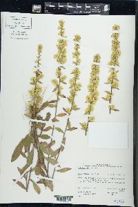 Solidago hispida image