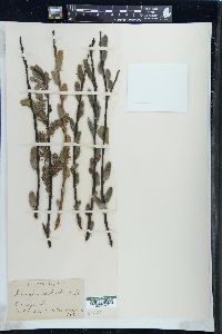 Salix glaucophylloides image
