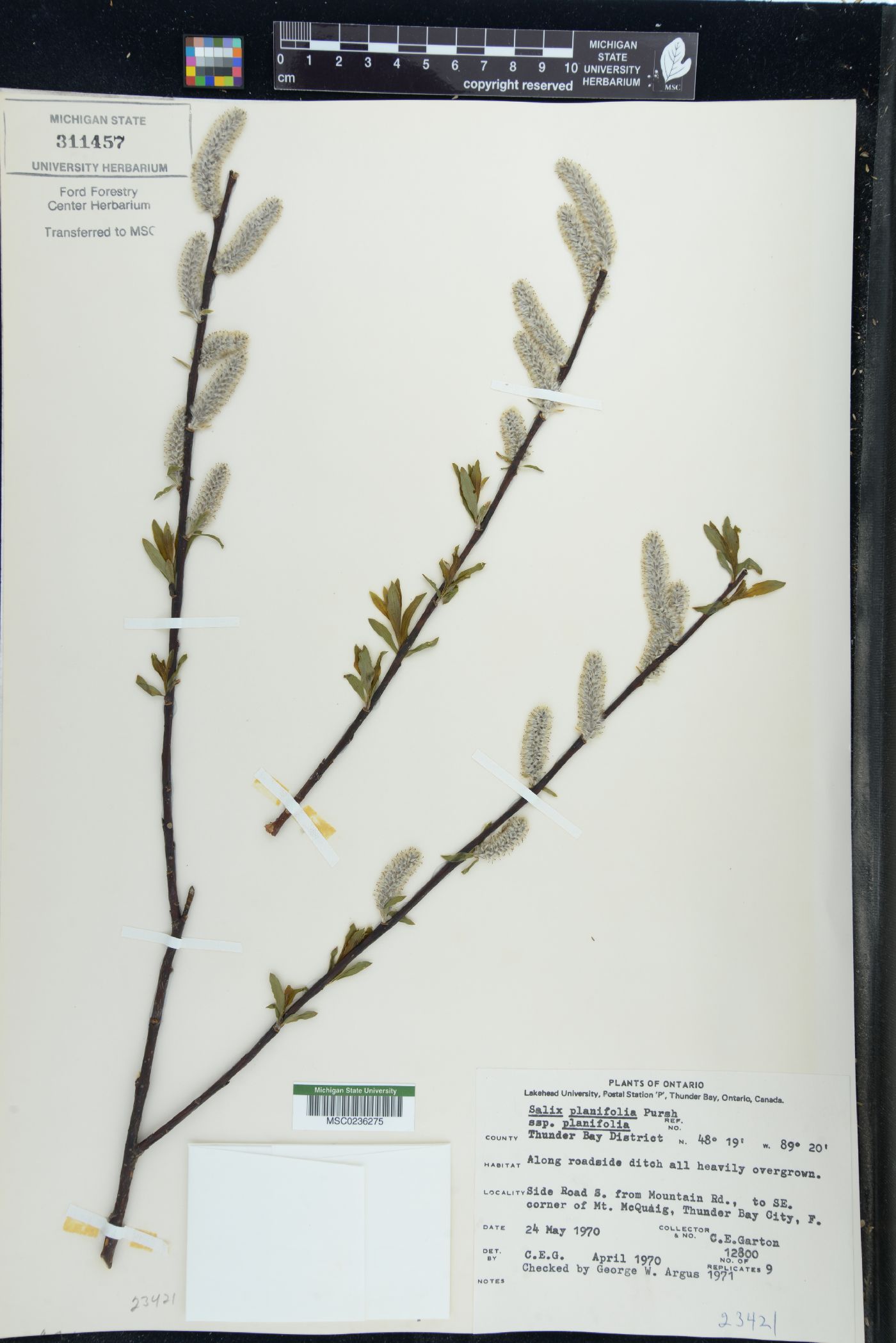 Salix planifolia subsp. planifolia image