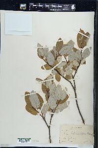 Salix pyrifolia image