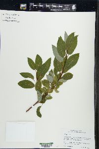 Salix pyrifolia image