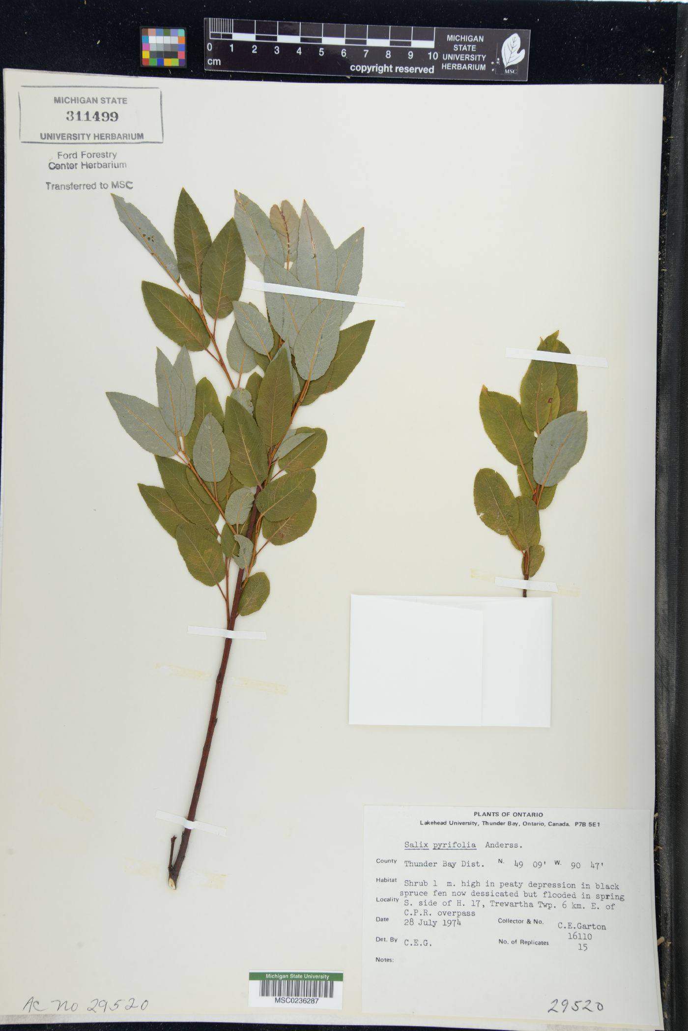 Salix pyrifolia image