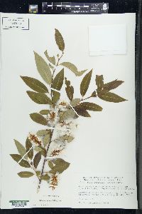 Salix serissima image