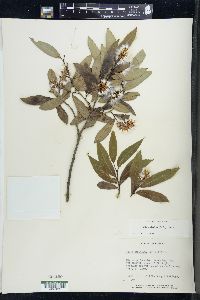 Salix serissima image