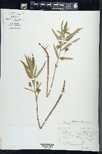 Lysimachia thyrsiflora image