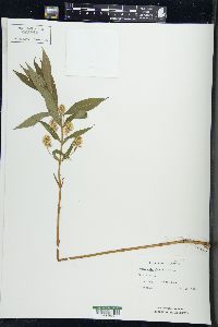 Lysimachia thyrsiflora image