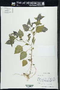 Solanum nigrum image