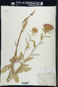 Cirsium altissimum image