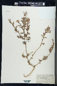 Polygonum ramosissimum image