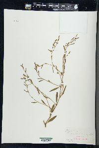 Polygonum ramosissimum image