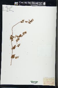 Fallopia dumetorum image