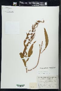 Rumex triangulivalvis image