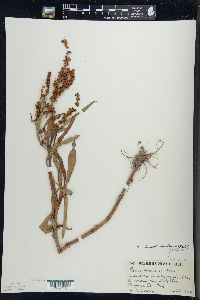 Rumex triangulivalvis image