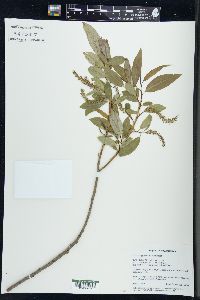 Salix amygdaloides image