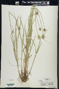 Carex cumulata image