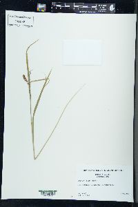 Carex davisii image