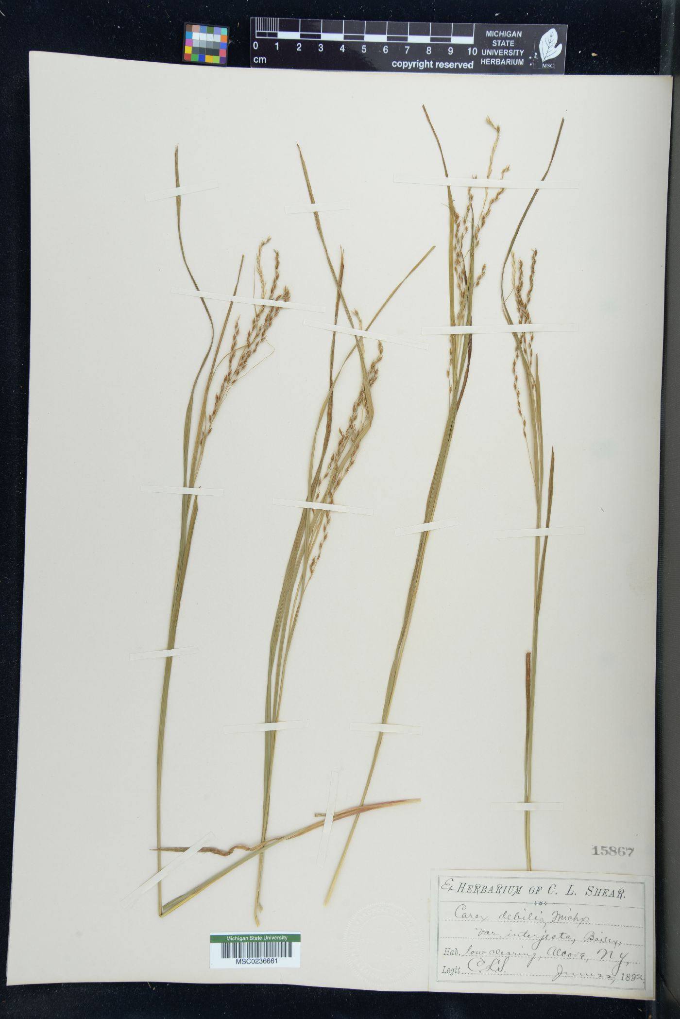 Carex debilis var. interjecta image