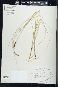 Carex diandra image